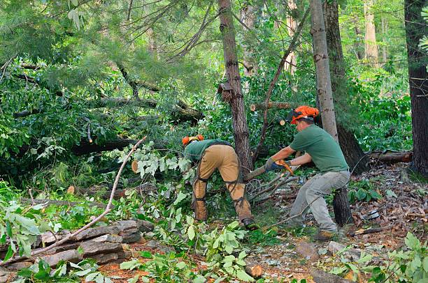 The Steps Involved in Our Tree Care Process in Atwater, MN